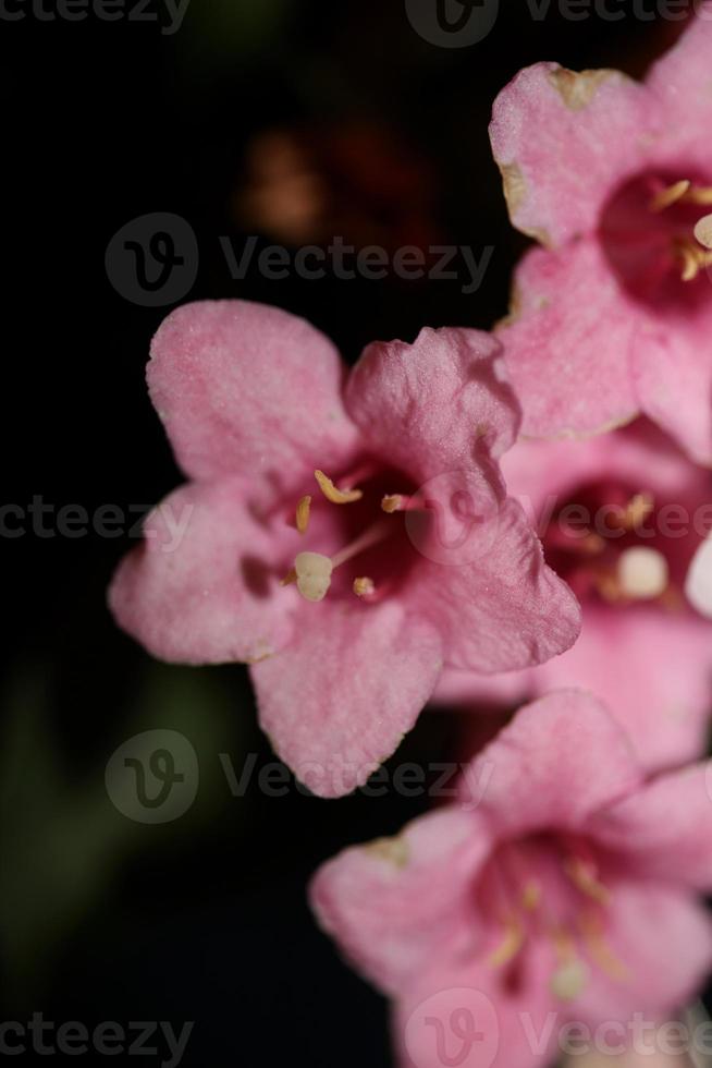 flor flor close up weigela florida family caprifoliaceae foto