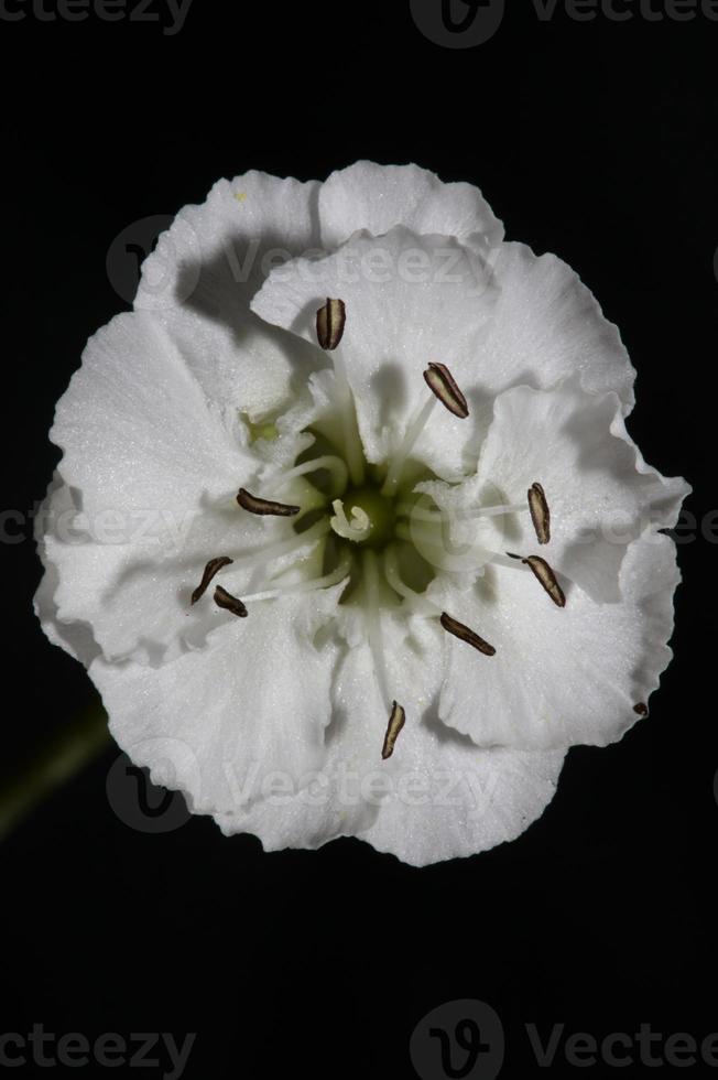 flor flor close up fundo botânico alta qualidade tamanho grande foto