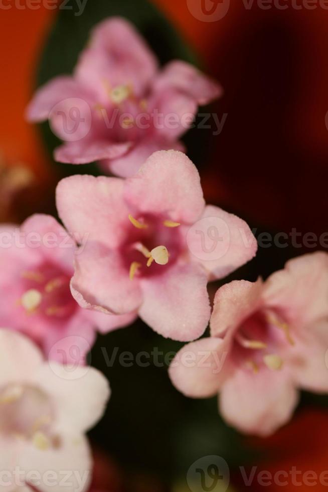 flor flor close up weigela florida family caprifoliaceae foto