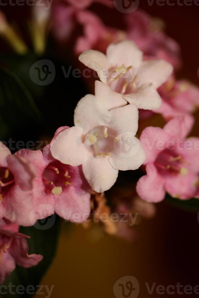 flor flor close up weigela florida family caprifoliaceae foto