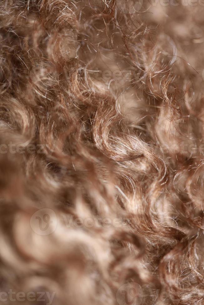 cão castanho pelos cacheados close up lagotto romagnolo abstrato foto