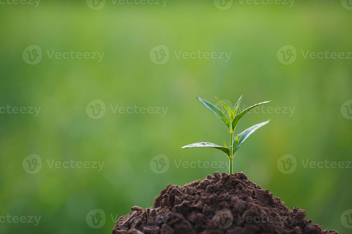 jovem planta herbácea andrographis paniculata foto