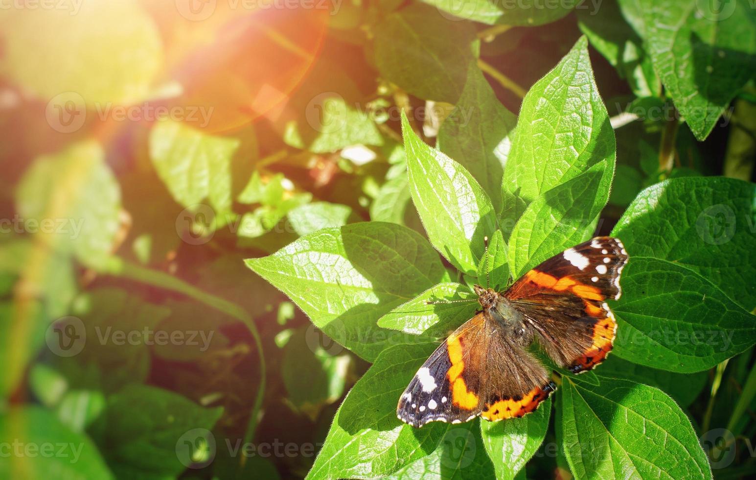 borboleta em folhas verdes foto