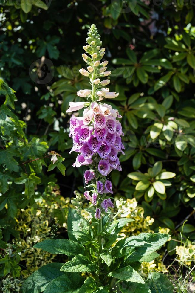 a bela mas tóxica planta digitalis rosa foto