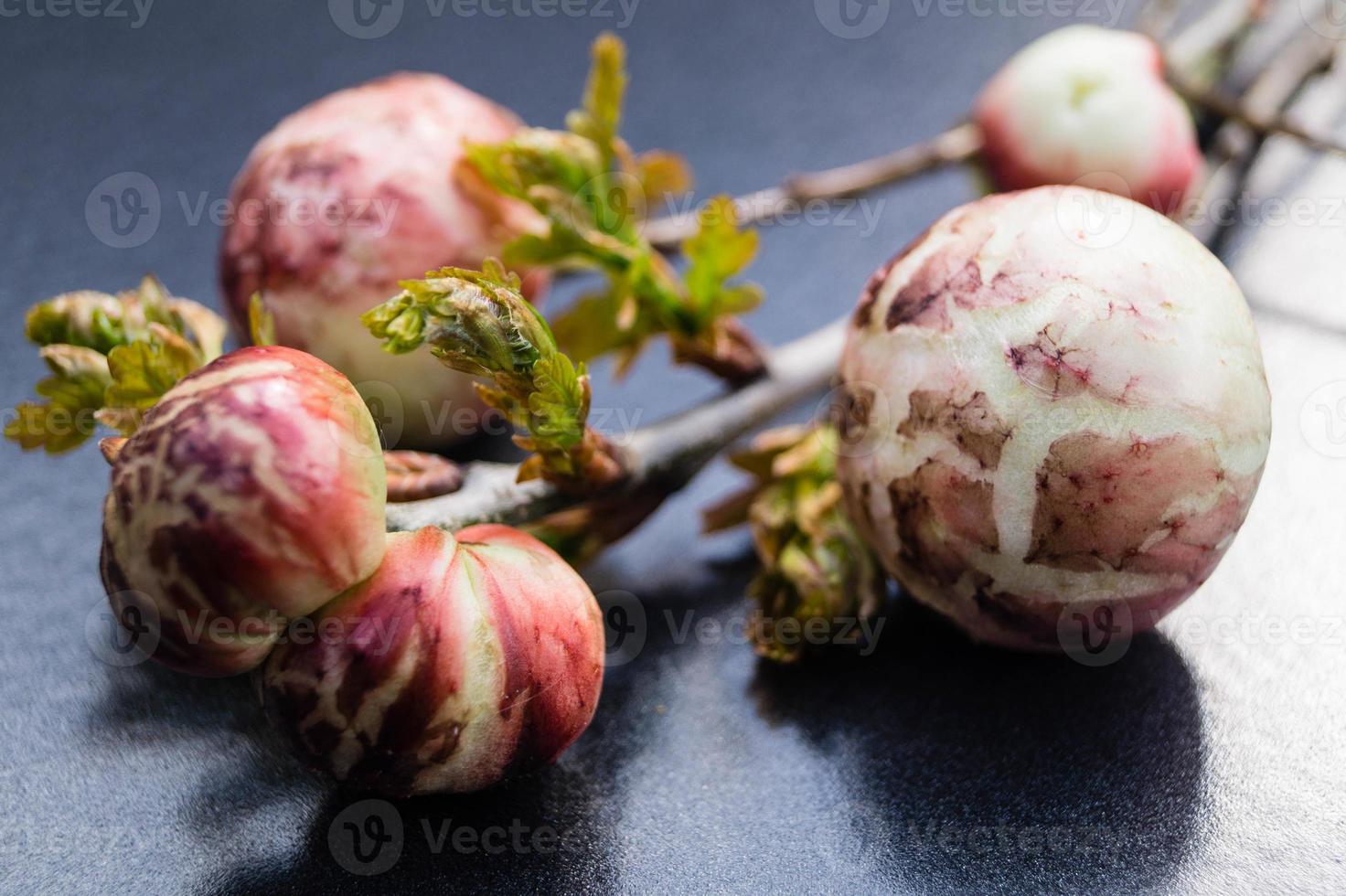 bolas de bílis cynips quercusfolii em folha de carvalho foto