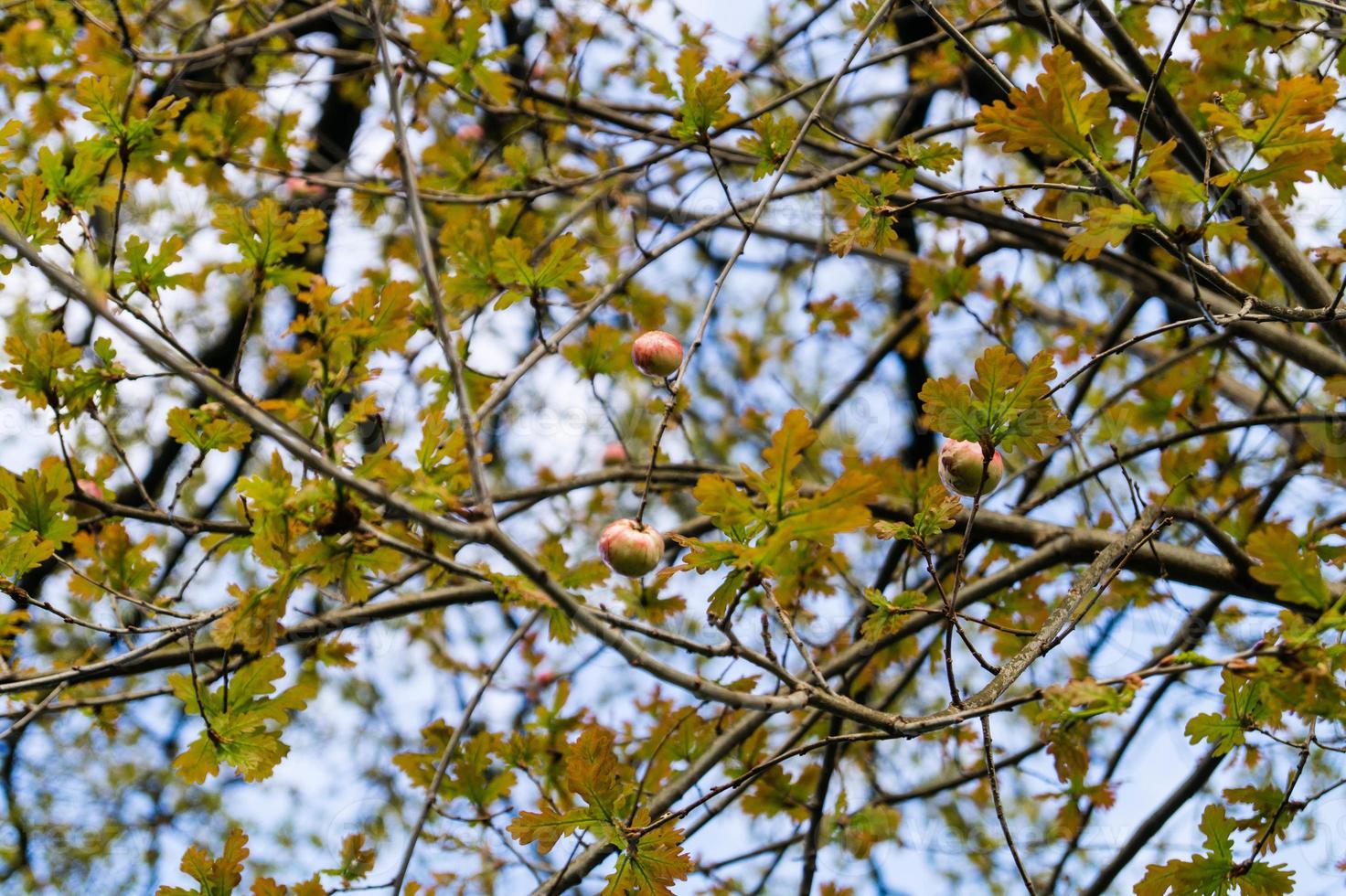 bolas de bílis cynips quercusfolii em folha de carvalho foto