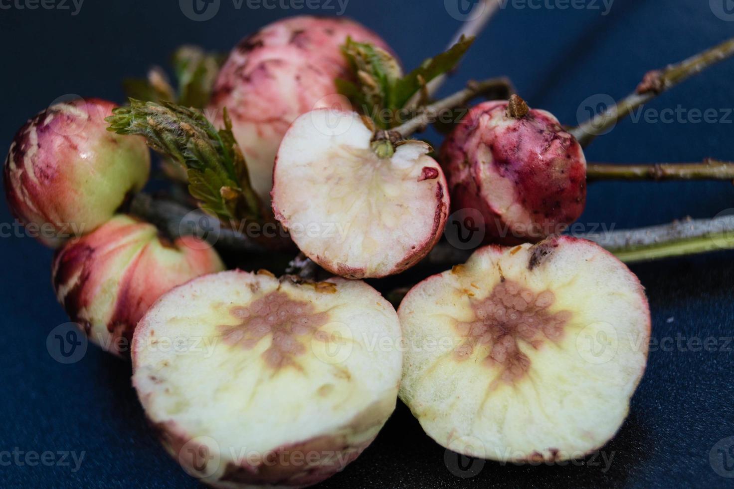 bolas de bílis cynips quercusfolii em folha de carvalho foto