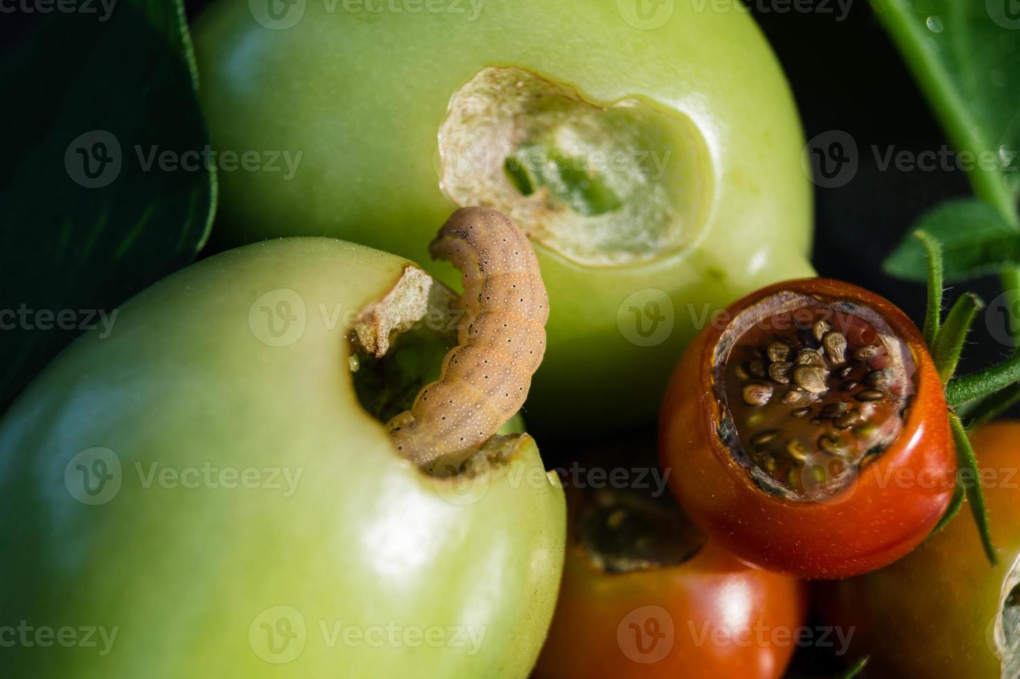 o verme vermin lacanobia mamerta foto