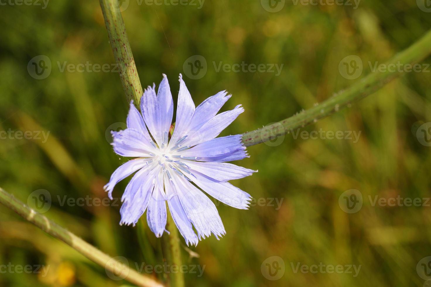 flor cichorium intybus foto