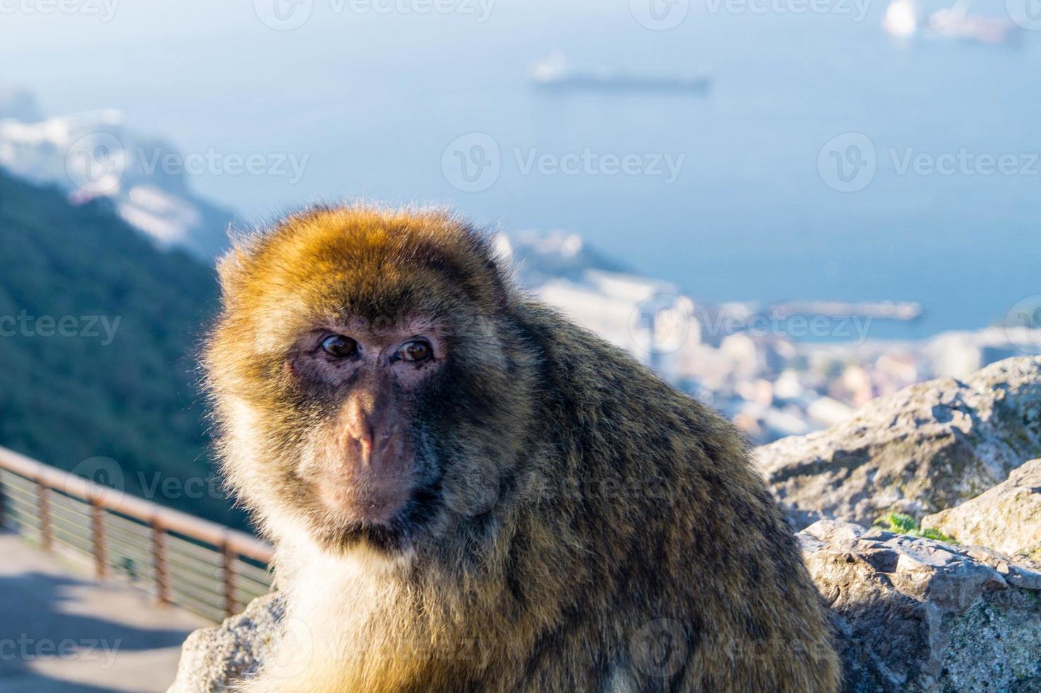 macacos magot barbary sylvanus macaca ape em gibraltar foto