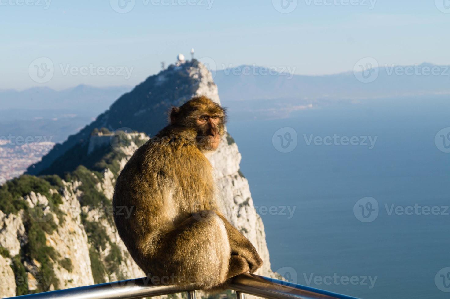 macacos magot barbary sylvanus macaca ape em gibraltar foto