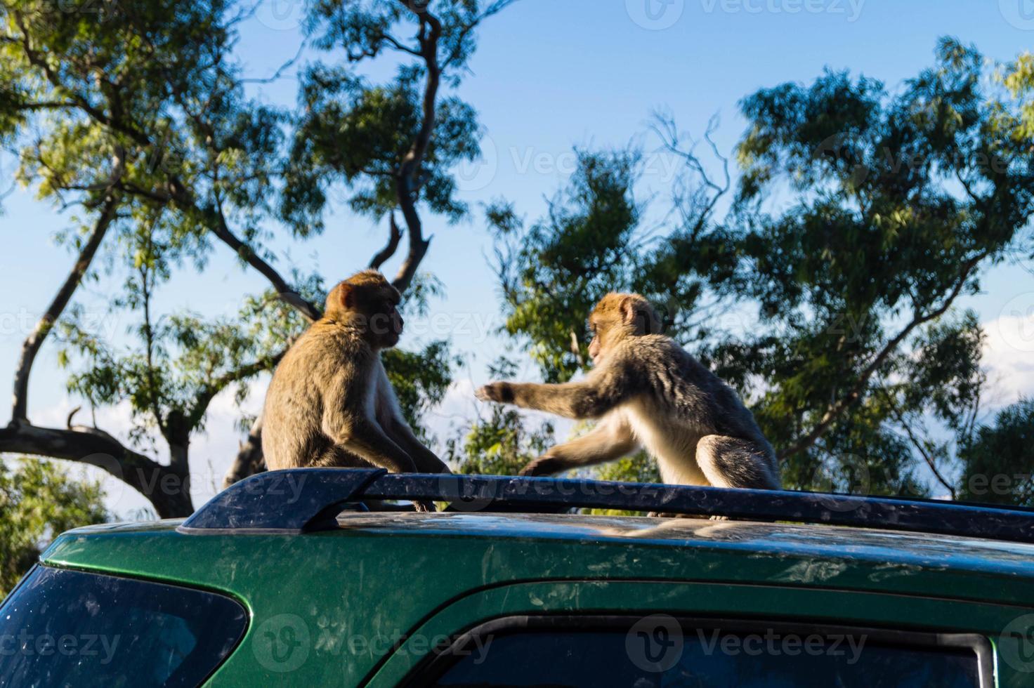 macacos magot barbary sylvanus macaca ape em gibraltar foto