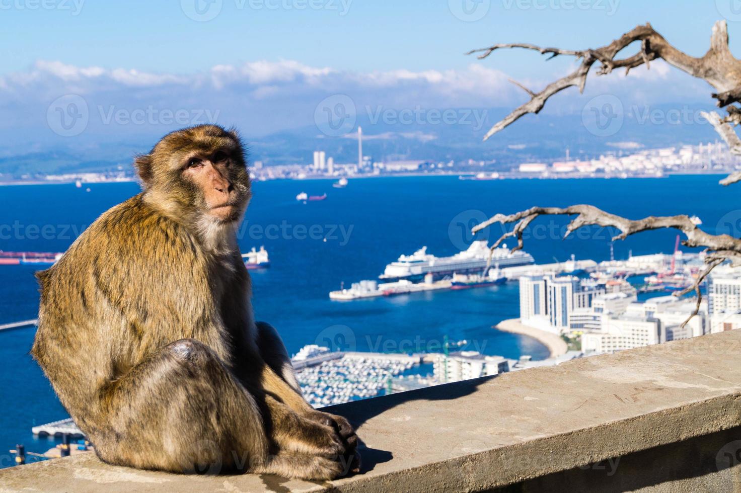 macacos magot barbary sylvanus macaca ape em gibraltar foto