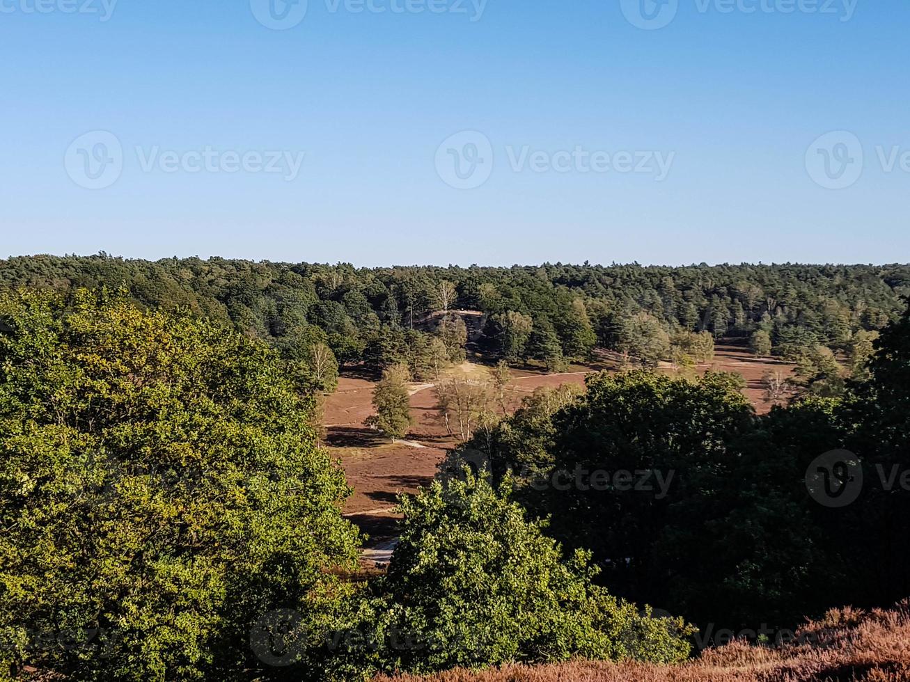 na reserva natural fischbeker heide próximo a hamburgo alemanha foto