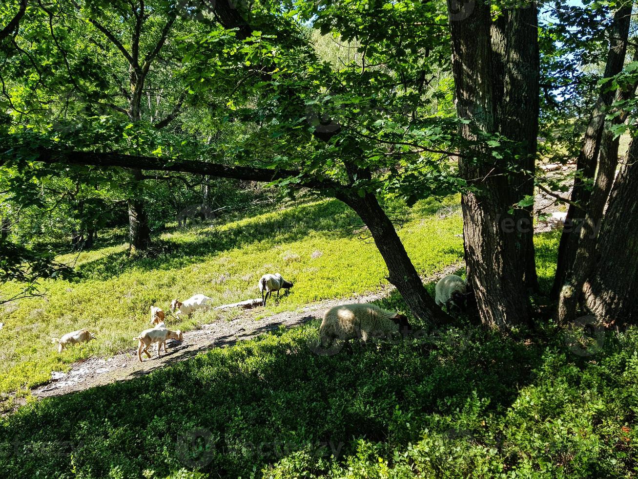 na reserva natural fischbeker heide próximo a hamburgo alemanha foto