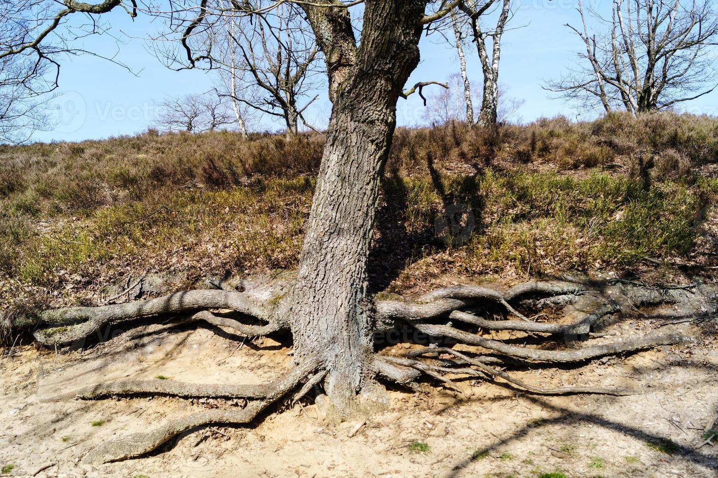 na reserva natural fischbeker heide próximo a hamburgo alemanha foto