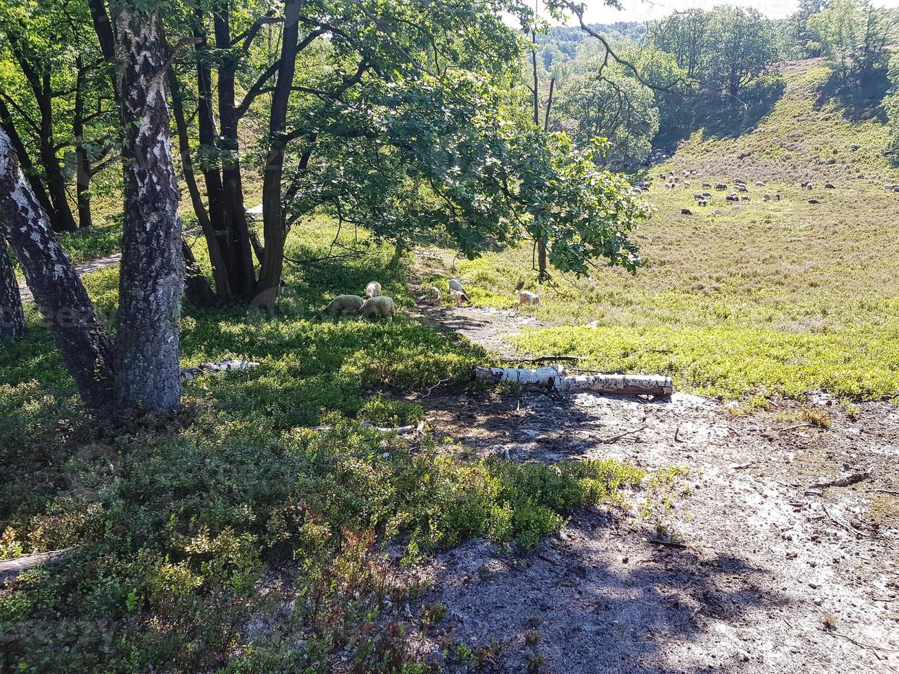 na reserva natural fischbeker heide próximo a hamburgo alemanha foto