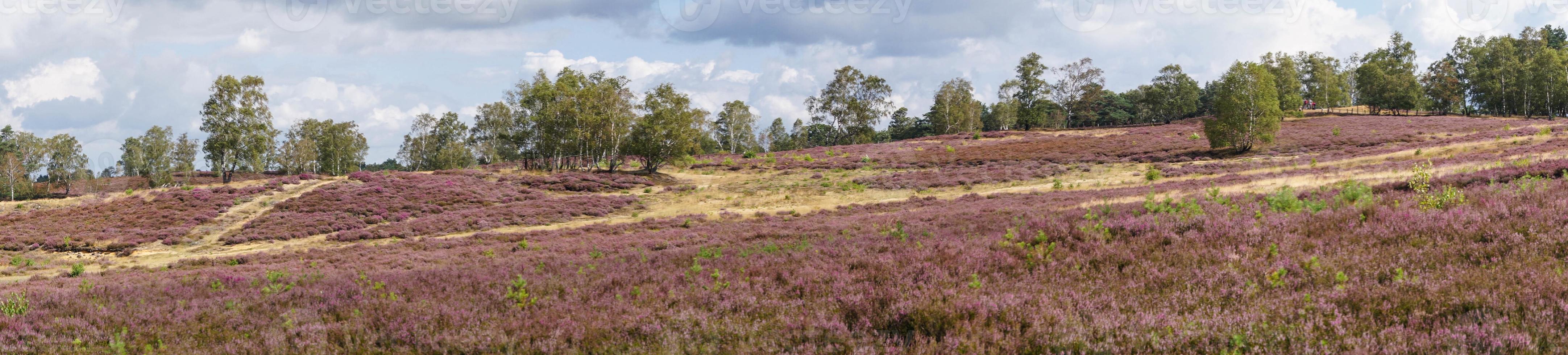 na reserva natural fischbeker heide próximo a hamburgo alemanha foto