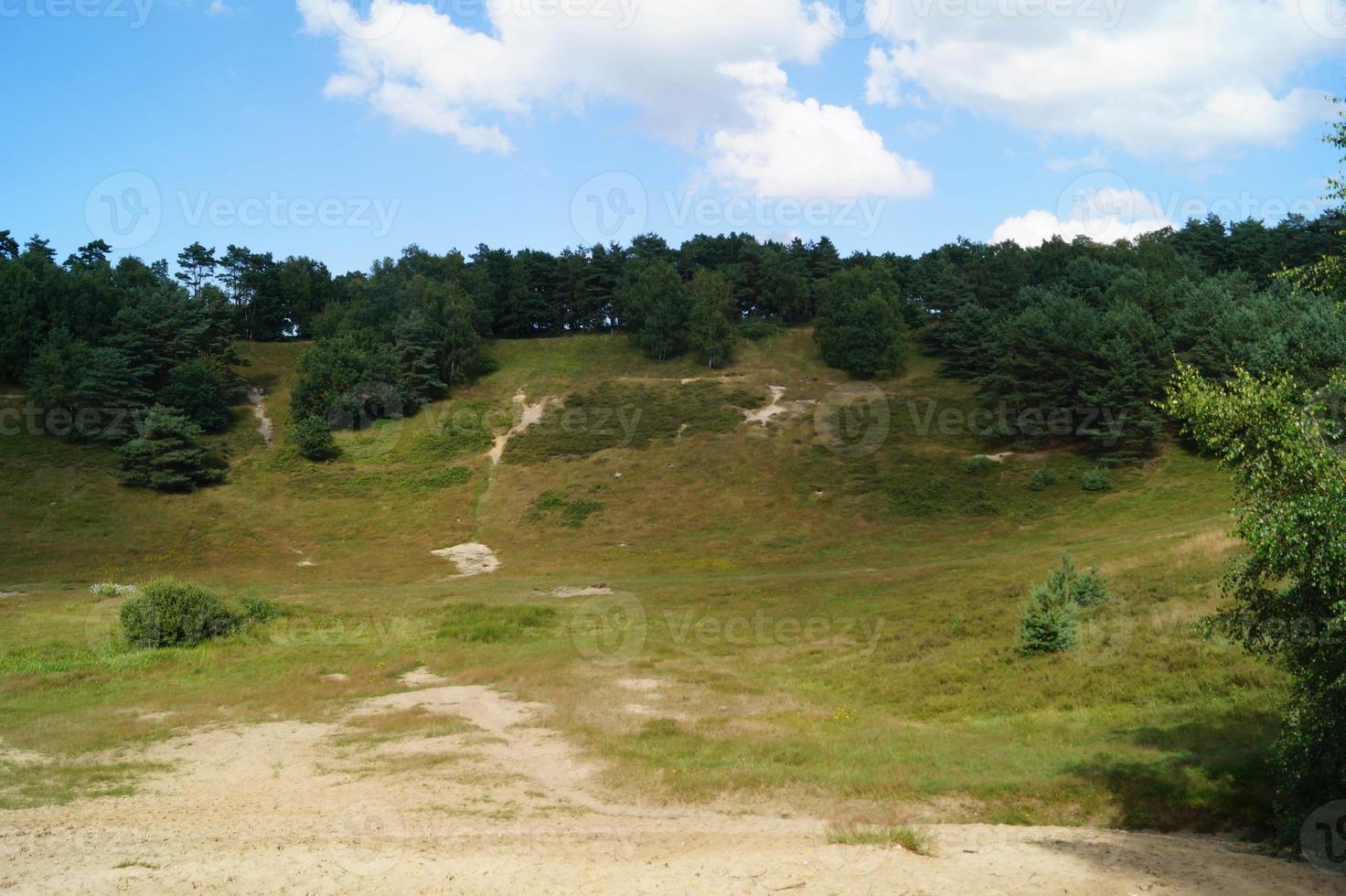 na reserva natural fischbeker heide próximo a hamburgo alemanha foto