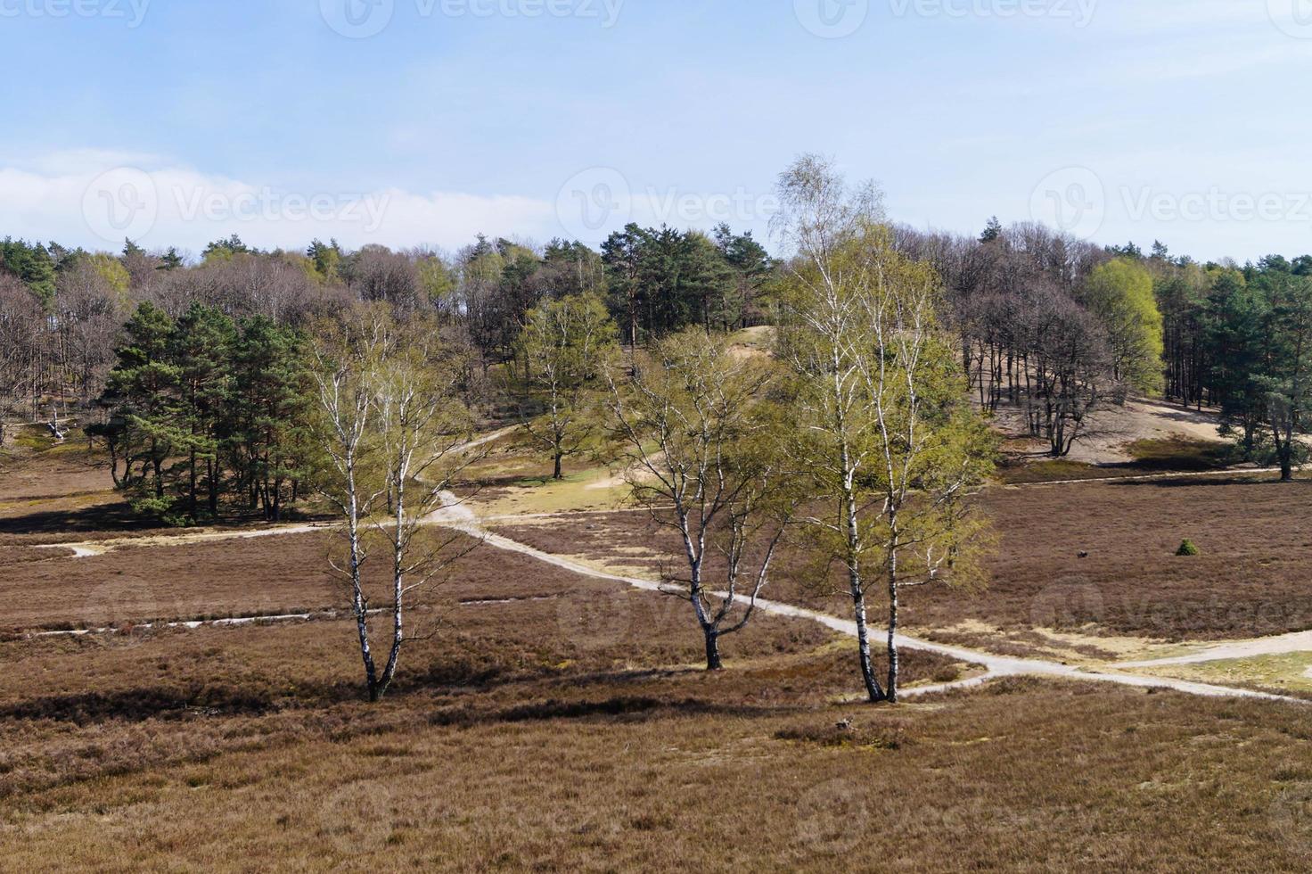 na reserva natural fischbeker heide próximo a hamburgo alemanha foto