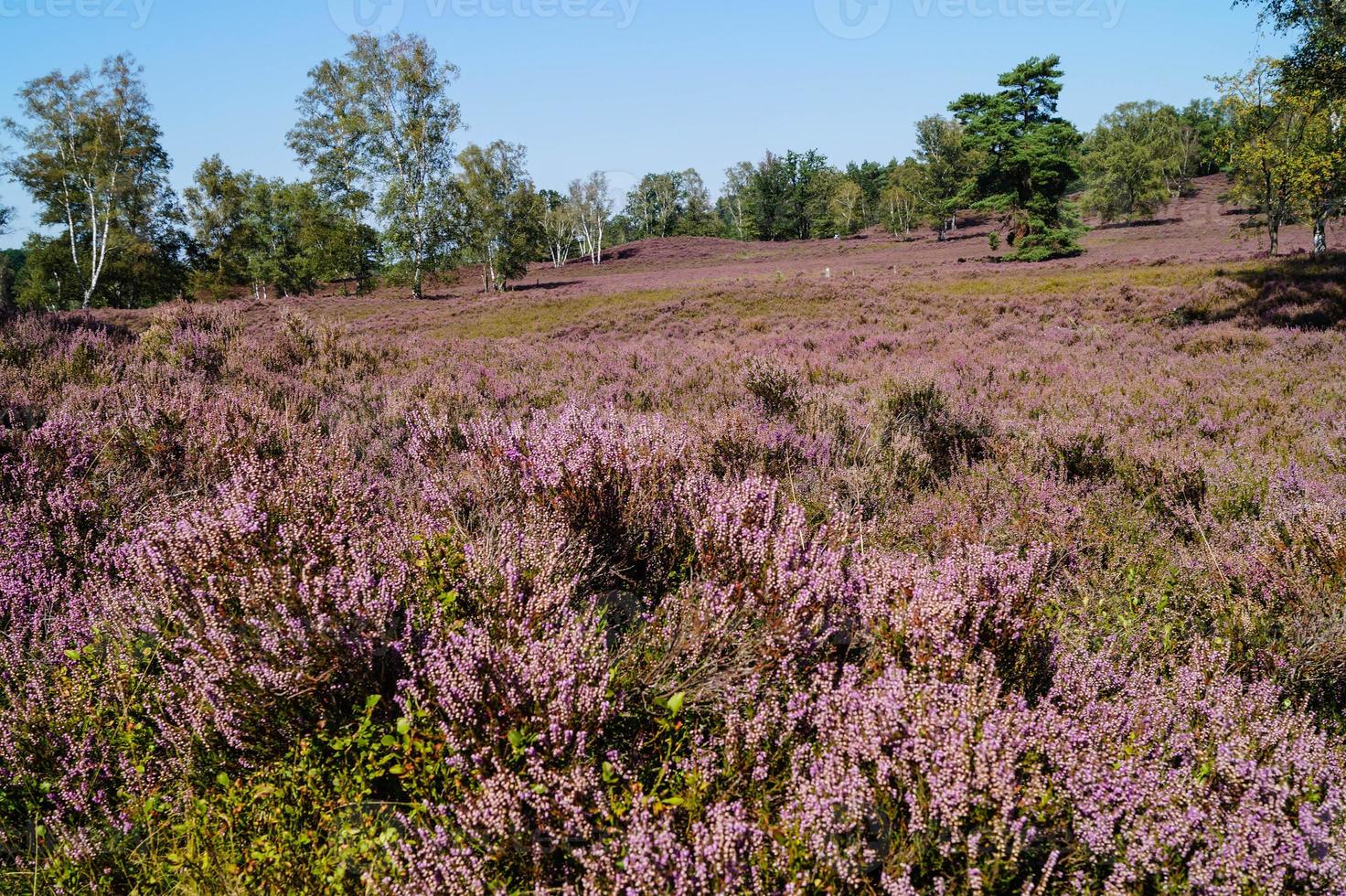 na reserva natural fischbeker heide próximo a hamburgo alemanha foto