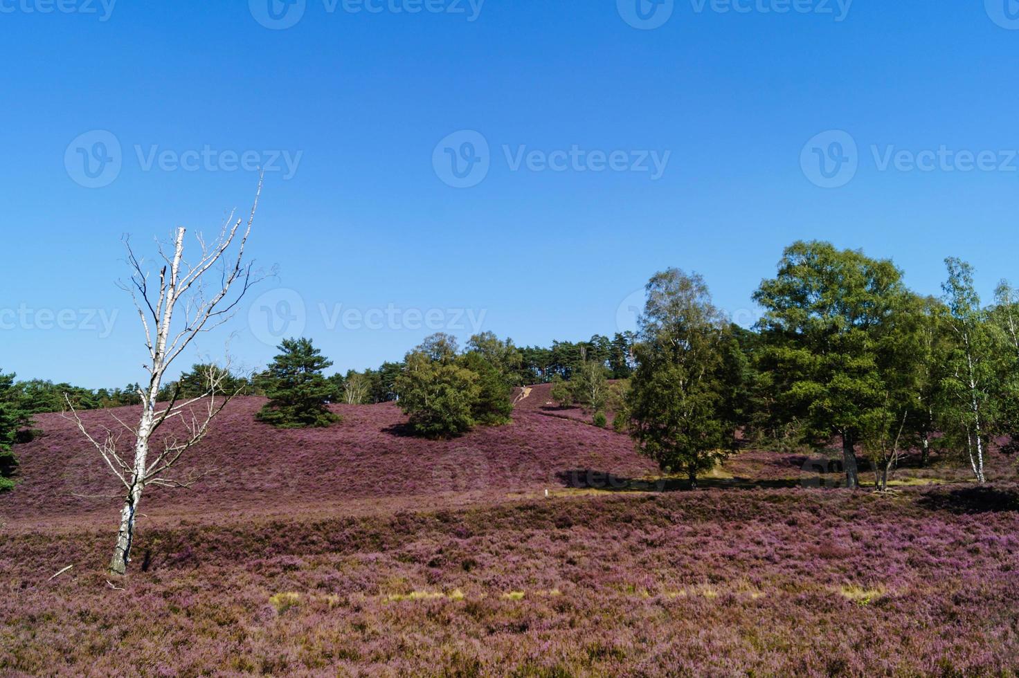 na reserva natural fischbeker heide próximo a hamburgo alemanha foto