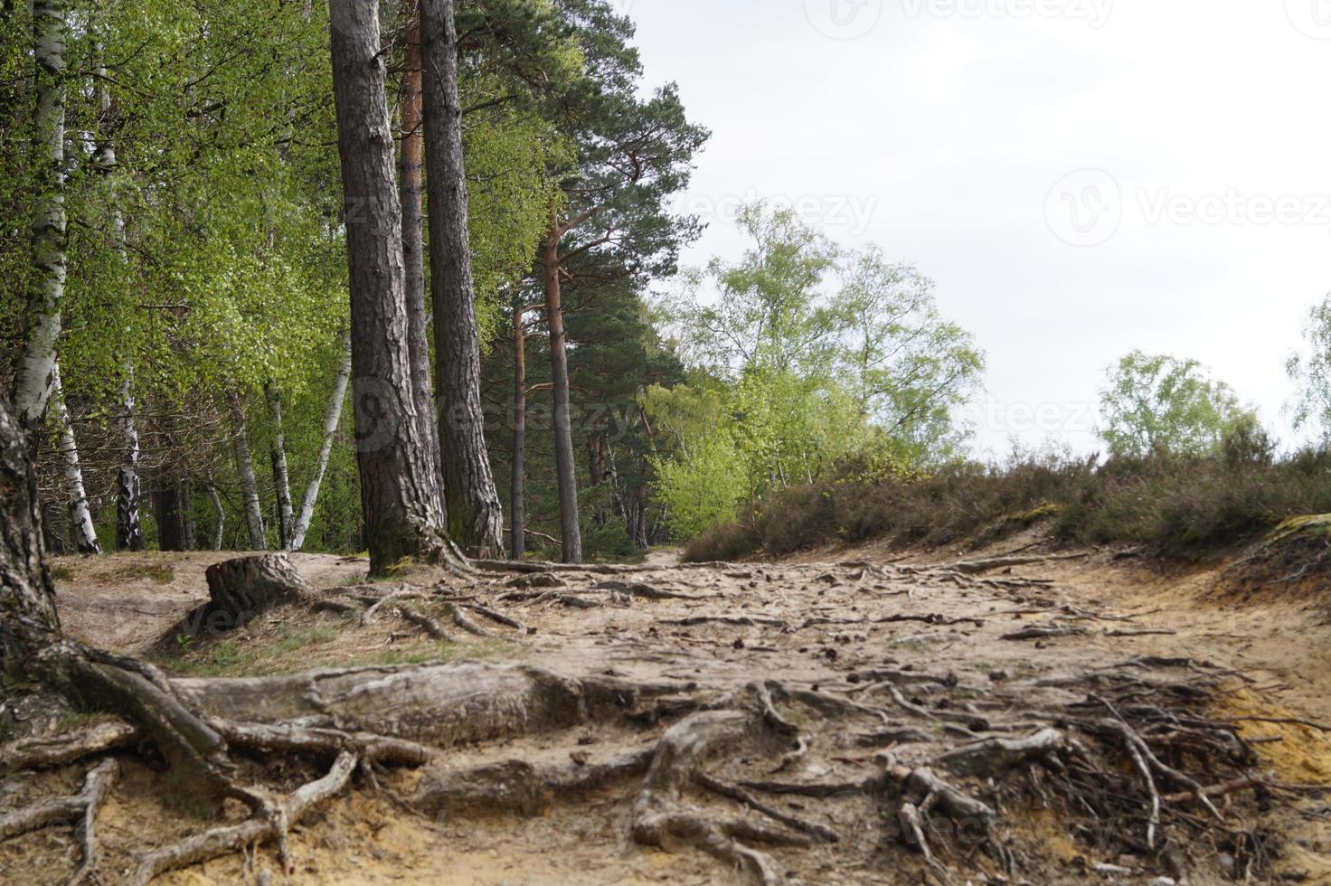 na reserva natural fischbeker heide próximo a hamburgo alemanha foto