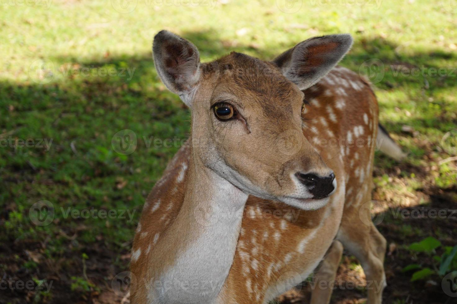 na reserva natural fischbeker heide próximo a hamburgo alemanha foto