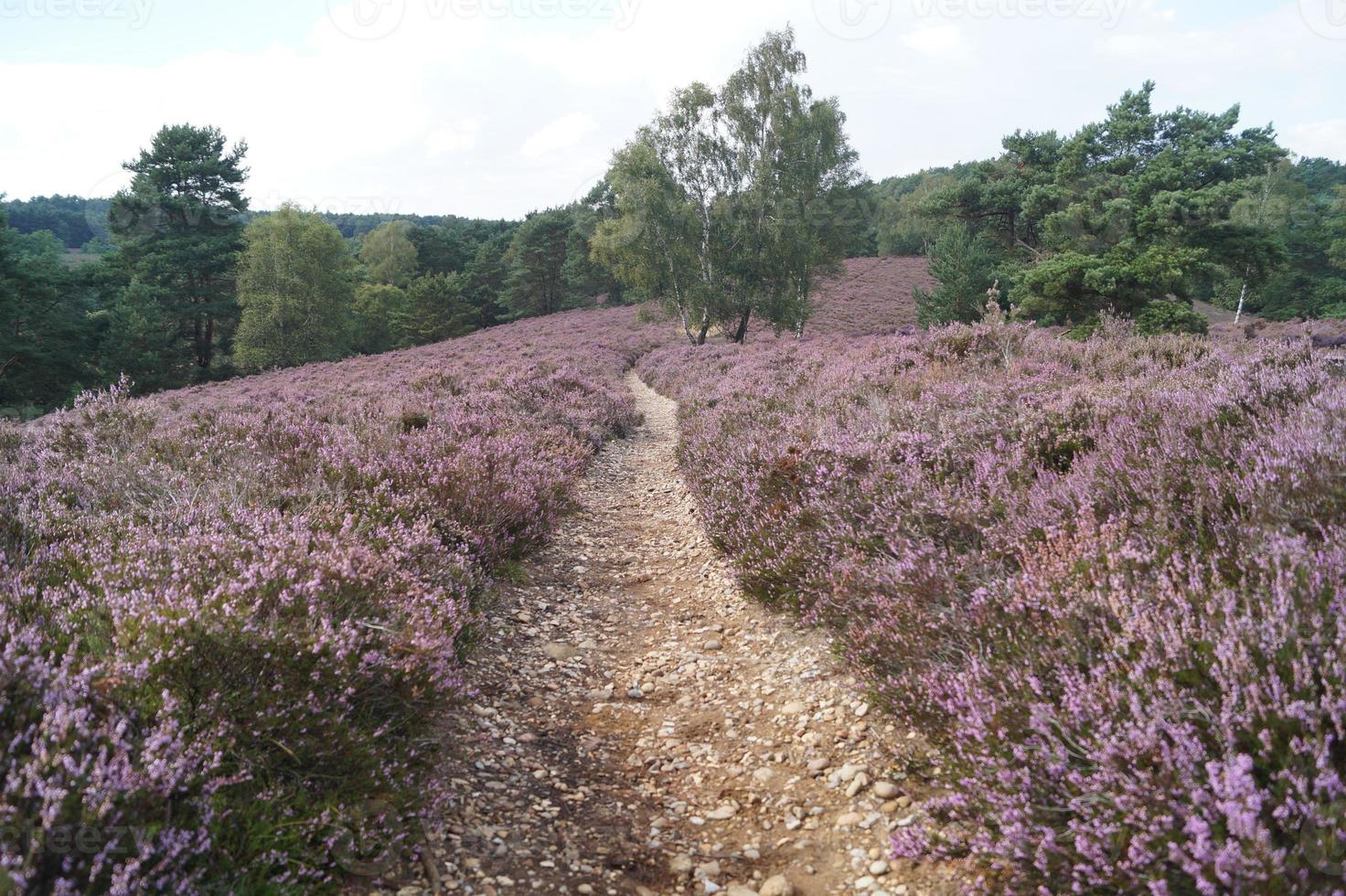 na reserva natural fischbeker heide próximo a hamburgo alemanha foto