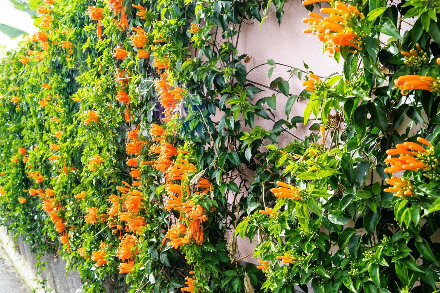 a laranja africana trombeta e flor bignoniaceae foto