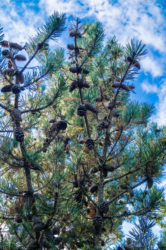 cones e nozes de cedro foto