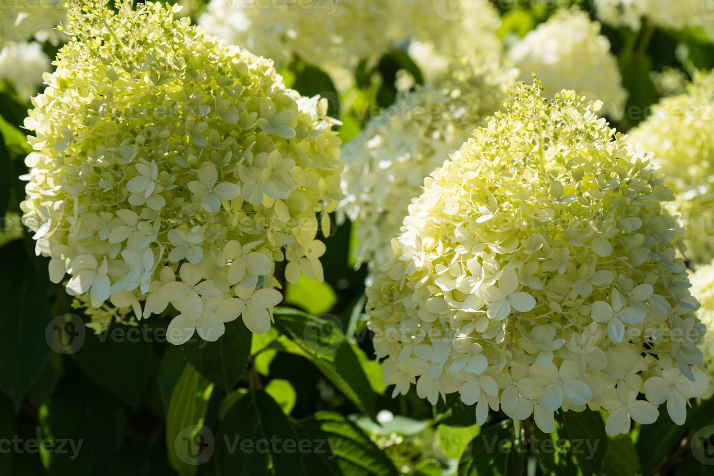 a romântica hortensia flor hortênsia foto