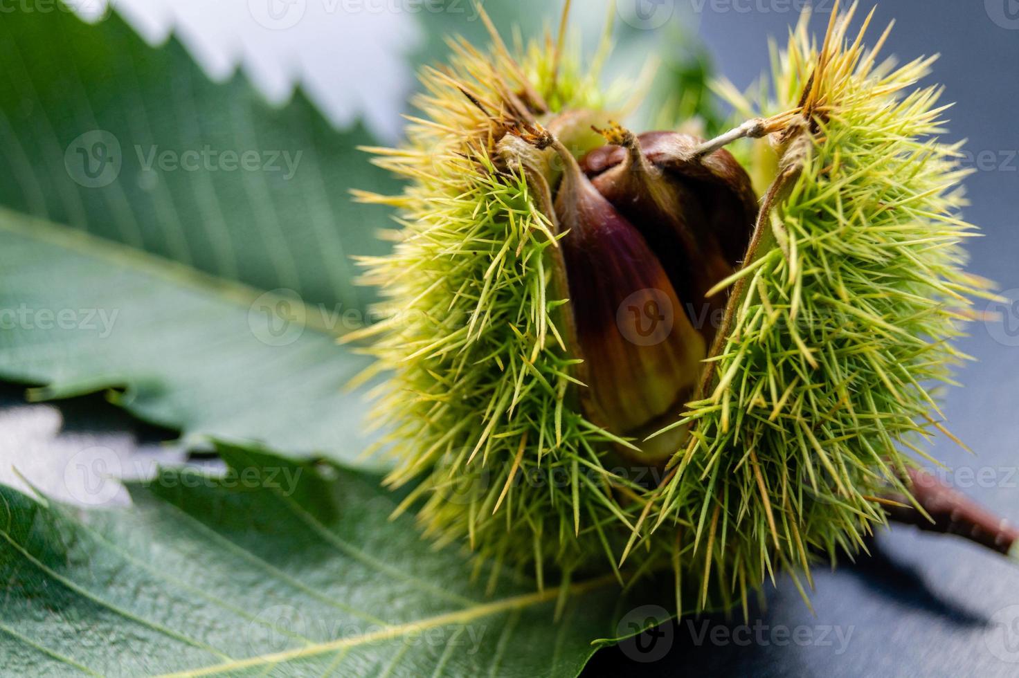 os frutos da castanha espinhosa amadurecem no outono foto