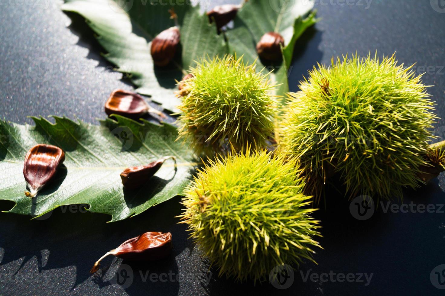 os frutos da castanha espinhosa amadurecem no outono foto