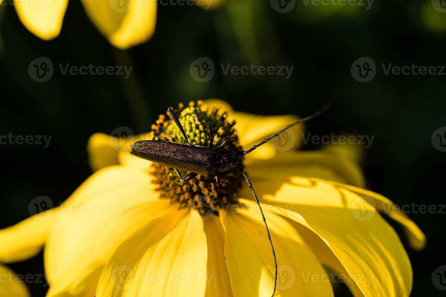 moschusbock aromia moschata um besouro longhorn no jardim foto