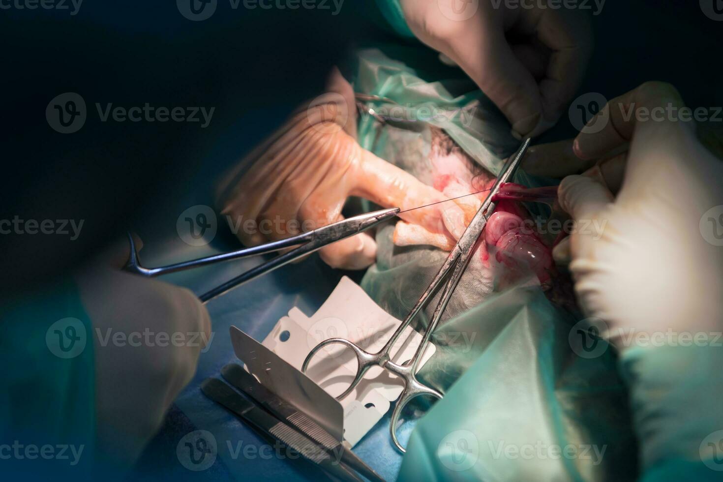 uma equipe de cirurgiões e veterinários realizando operação de castração ou esterilização em um gato em um hospital de animais. foto