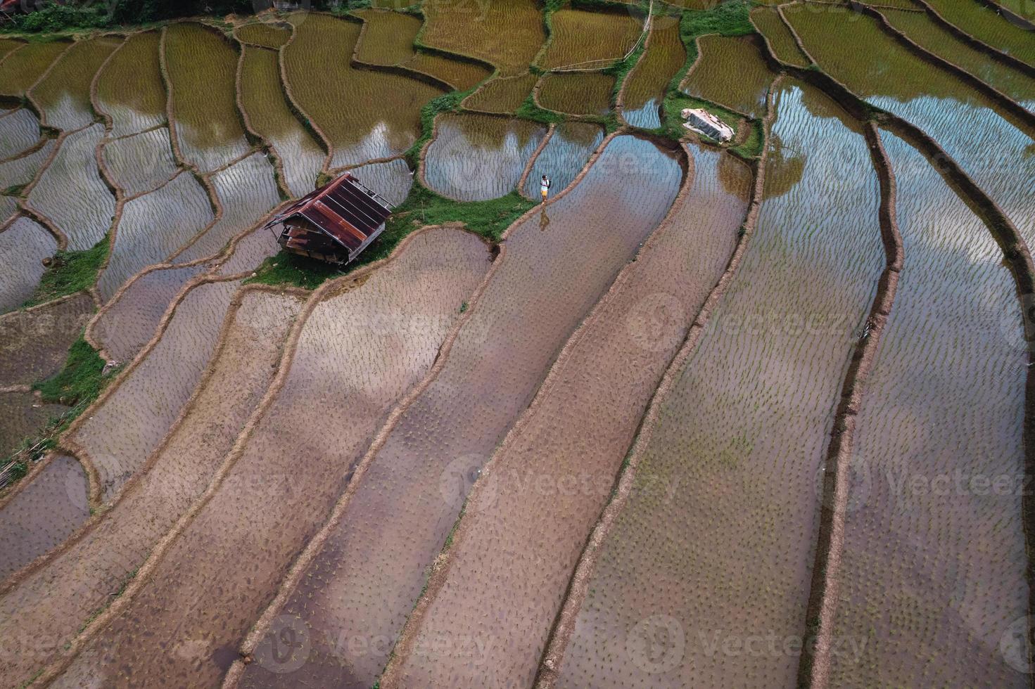 campos de arroz antes de plantar de cima foto