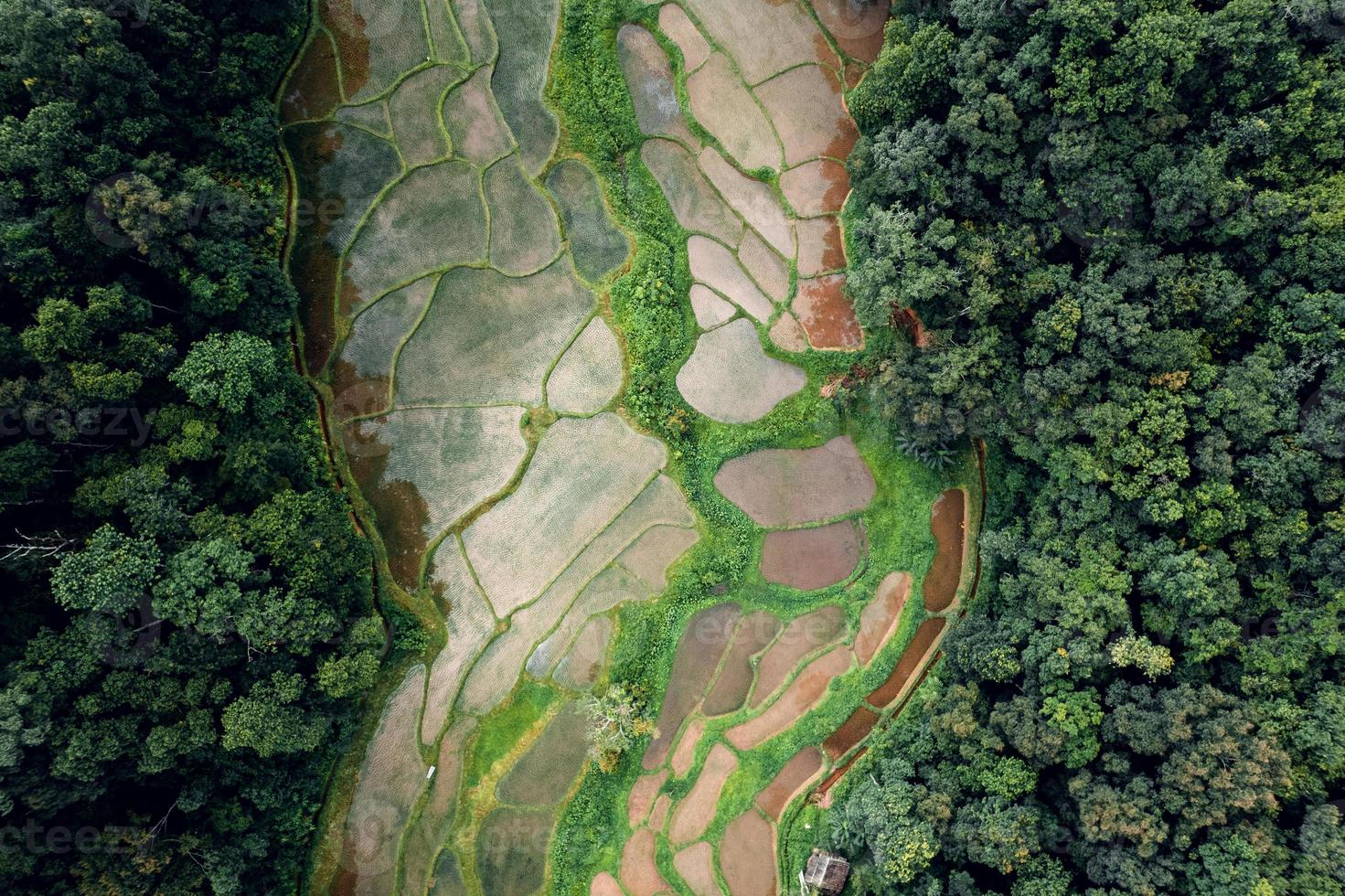 vista aérea de campos de arroz em socalcos foto