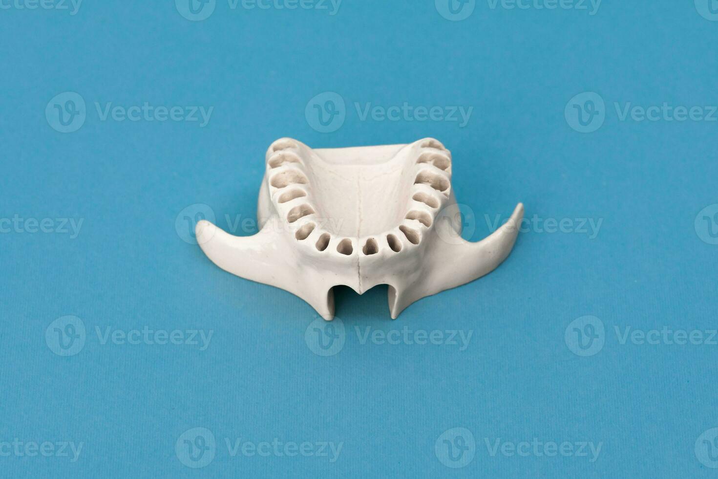 superior humano mandíbula sem dentes modelo médico implantar isolado em azul fundo. saudável dentes, dental Cuidado e ortodôntico conceito. foto