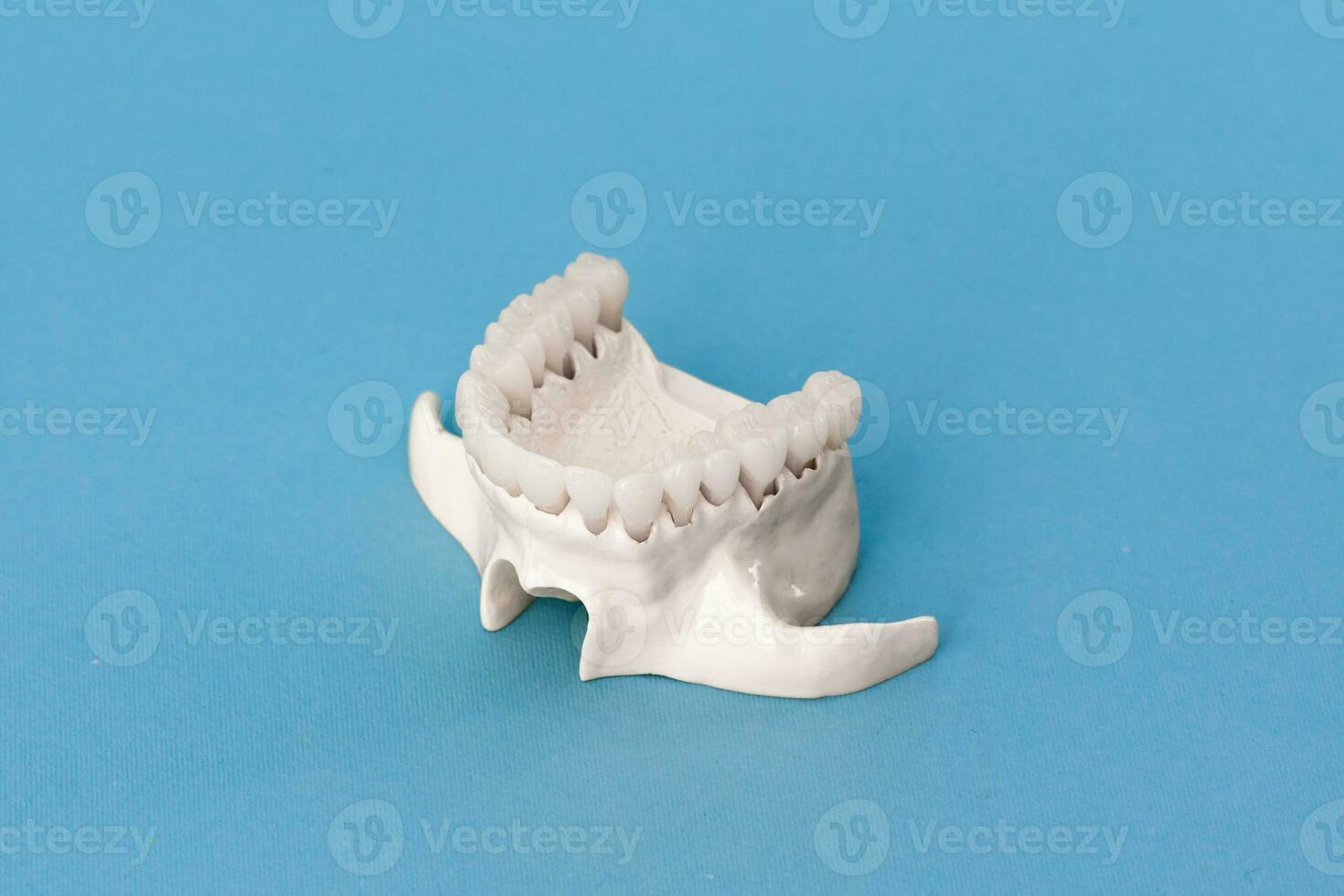 superior humano mandíbula com dentes anatomia modelo isolado em azul fundo. saudável dentes, dental Cuidado e ortodôntico médico conceito. foto