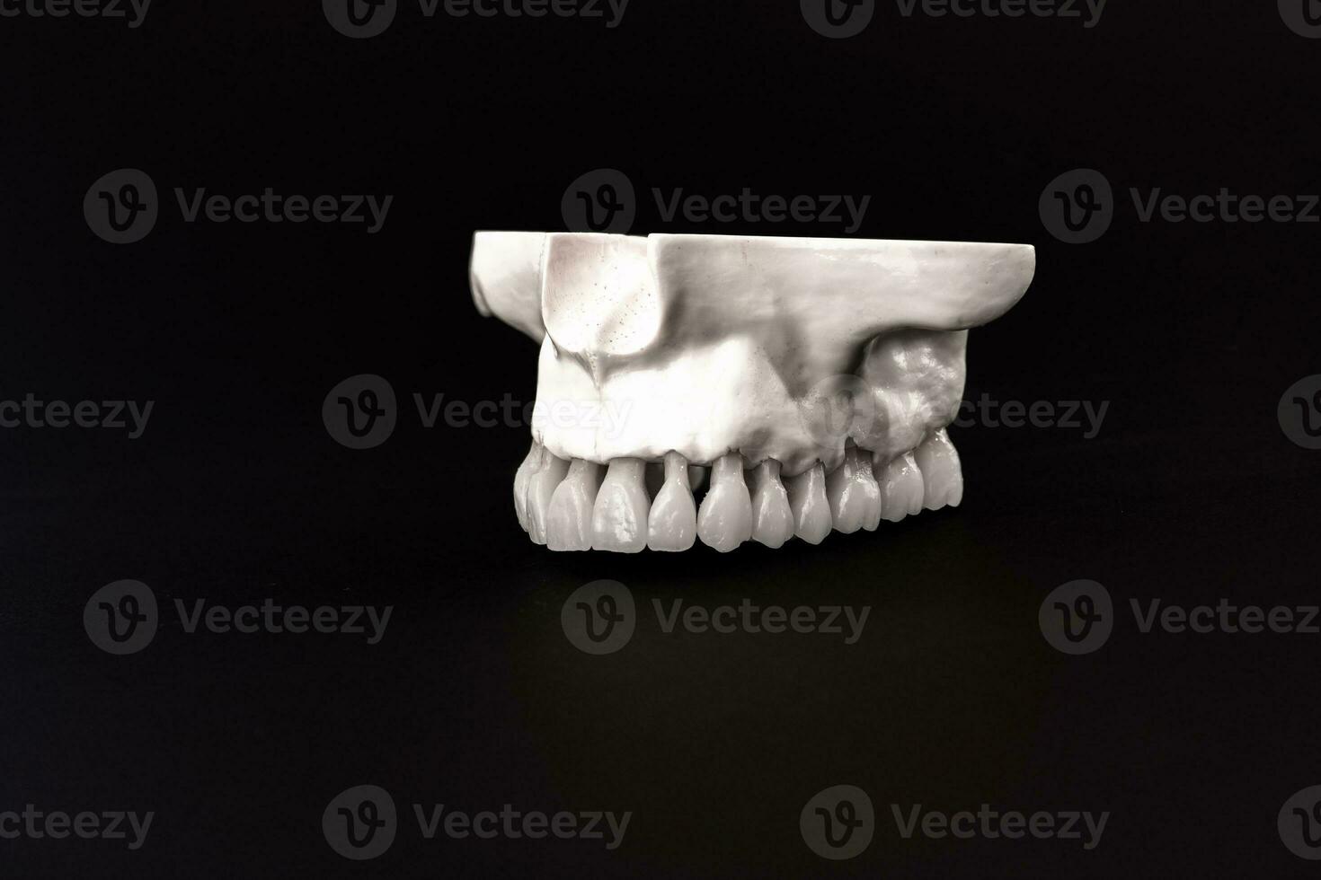 mais baixo humano mandíbula com dentes anatomia modelo isolado em Preto fundo. saudável dentes, dental Cuidado e ortodôntico médico conceito. foto