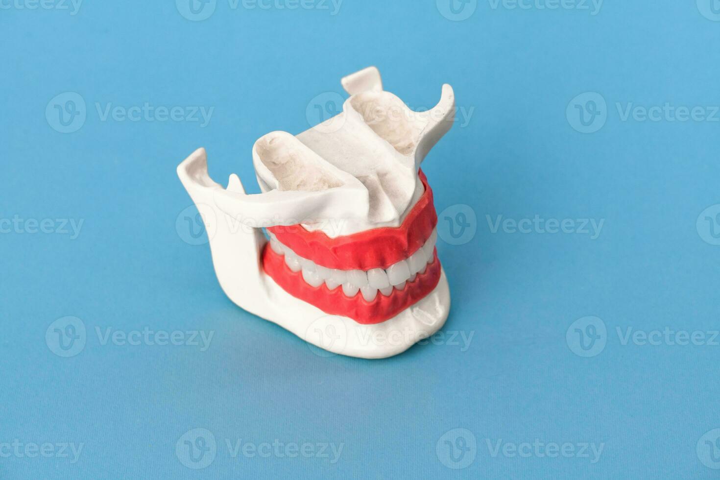 humano mandíbula com dentes e gengivas anatomia modelo isolado em azul fundo. saudável dentes, dental Cuidado e ortodôntico médico cuidados de saúde conceito foto
