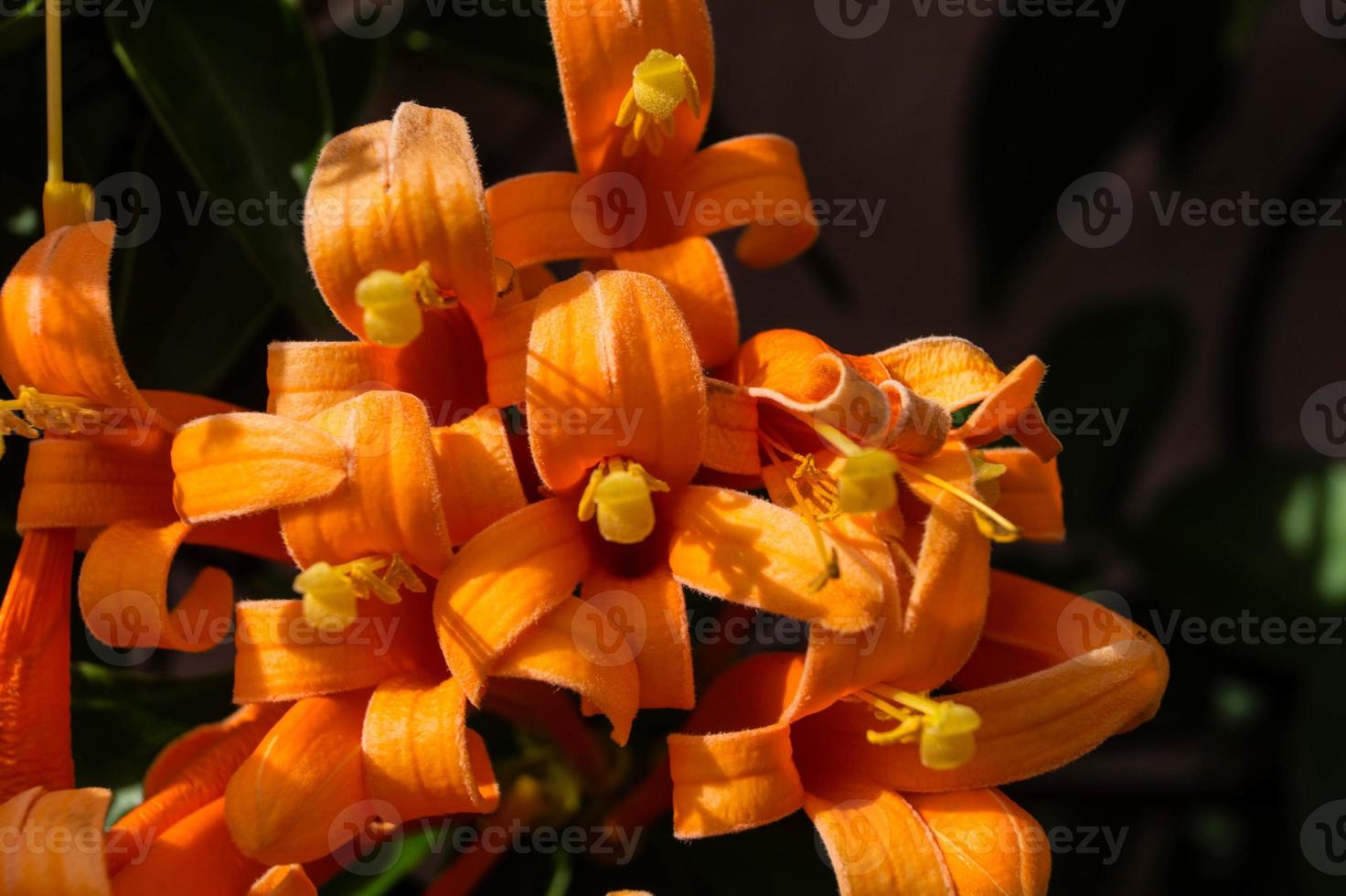 a laranja africana trombeta e flor bignoniaceae foto