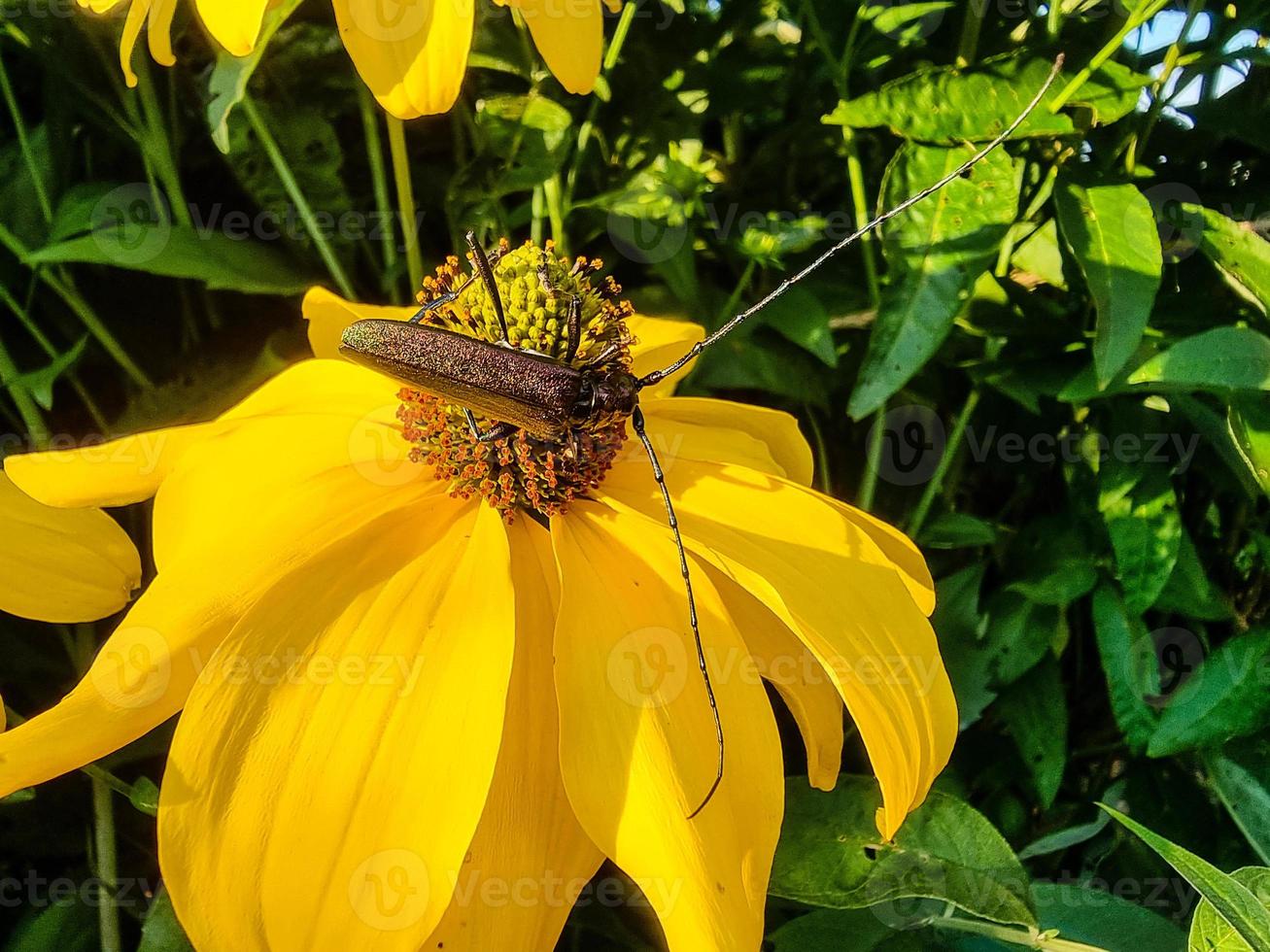 moschusbock aromia moschata um besouro longhorn no jardim foto