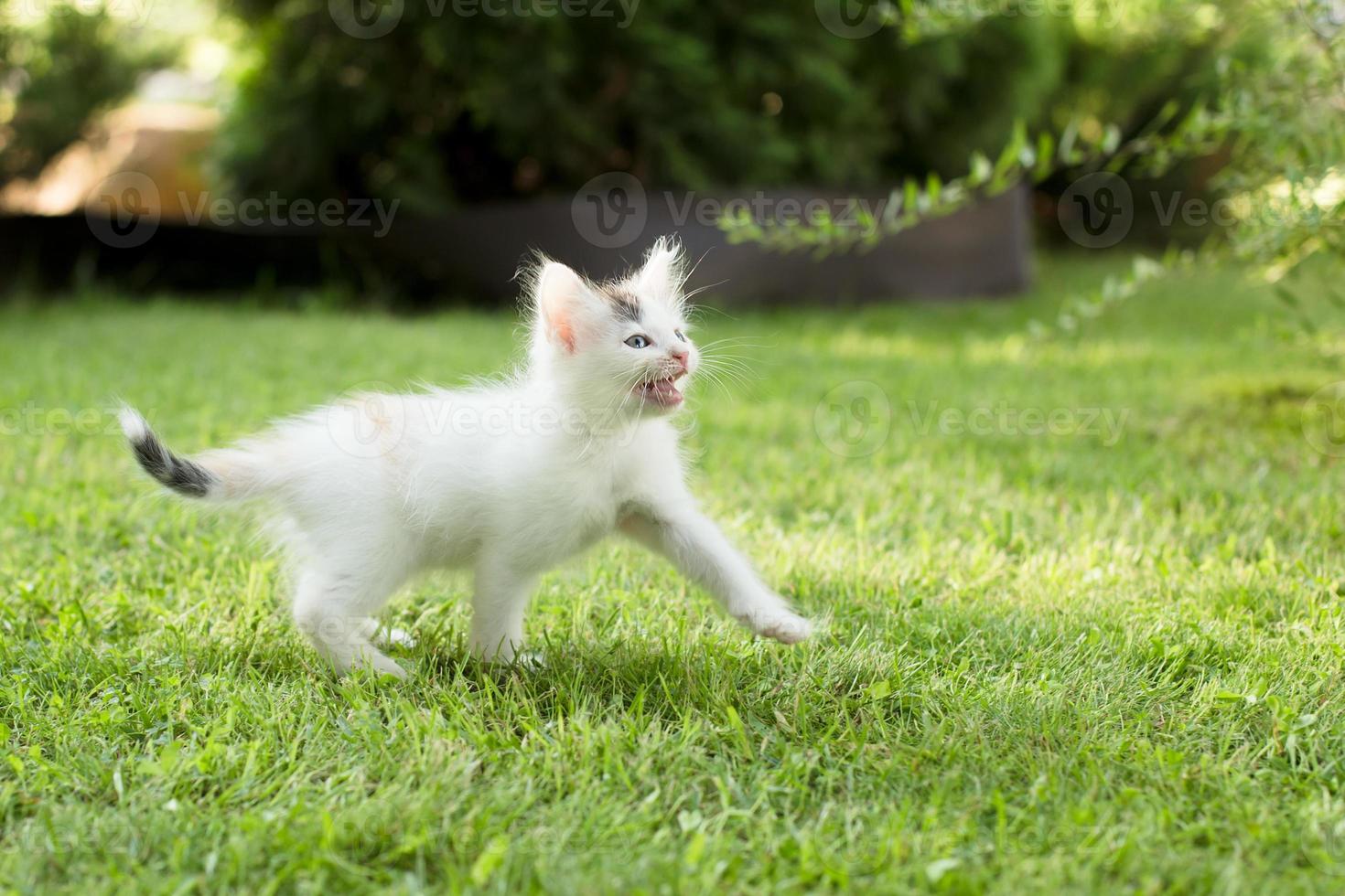 gatinho fofo na grama, no verão foto