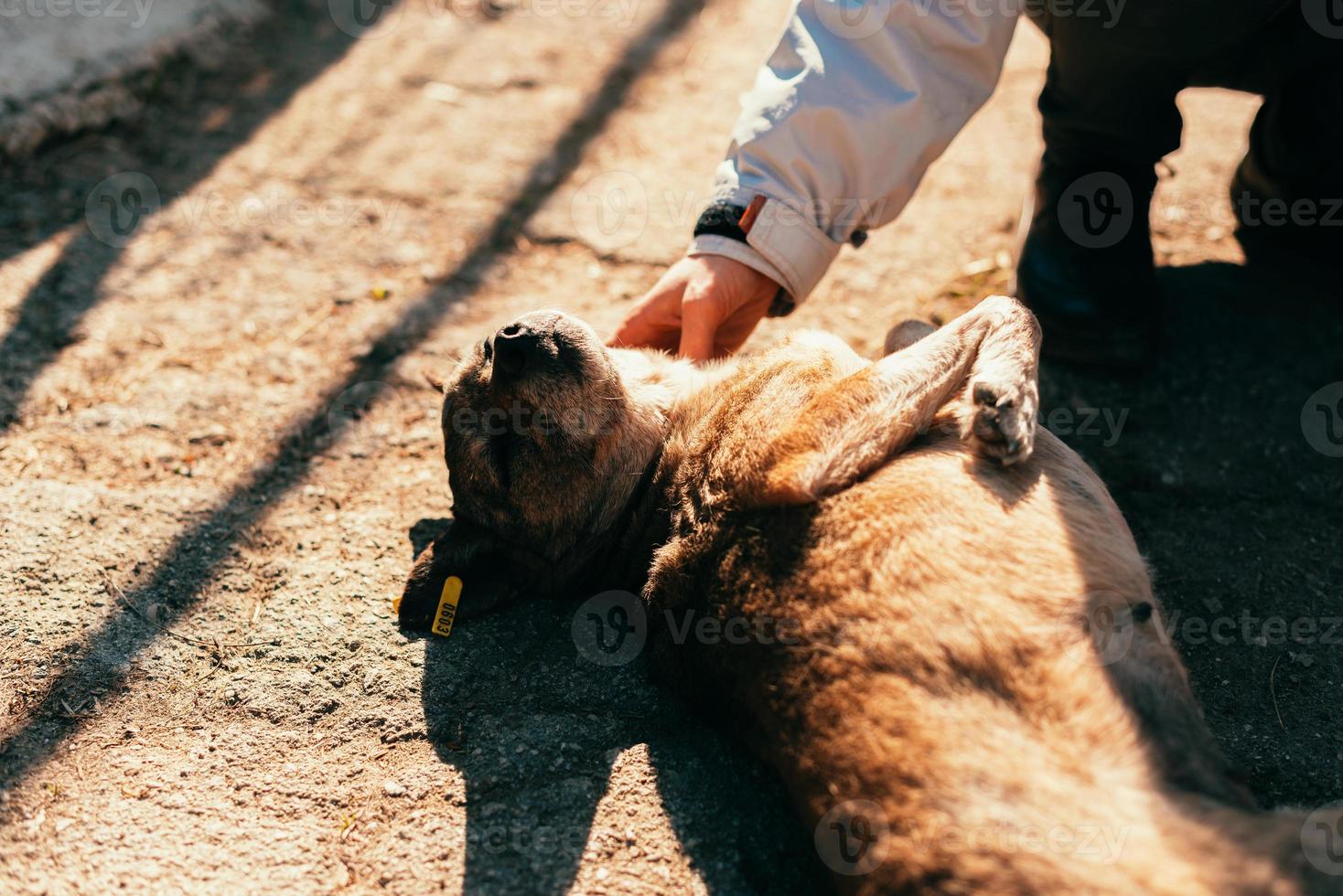 foto de mulher voluntária acariciando um cachorro fofo ao ar livre, conceito de adoção