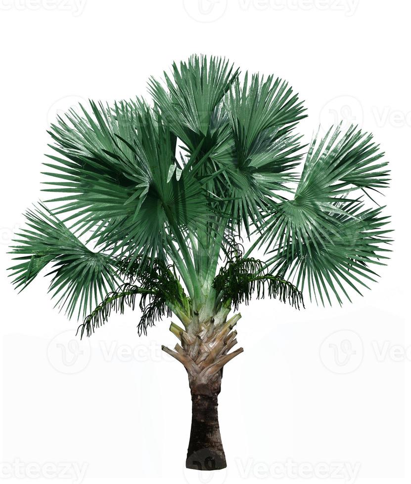 palmeira isolada no fundo branco. foto