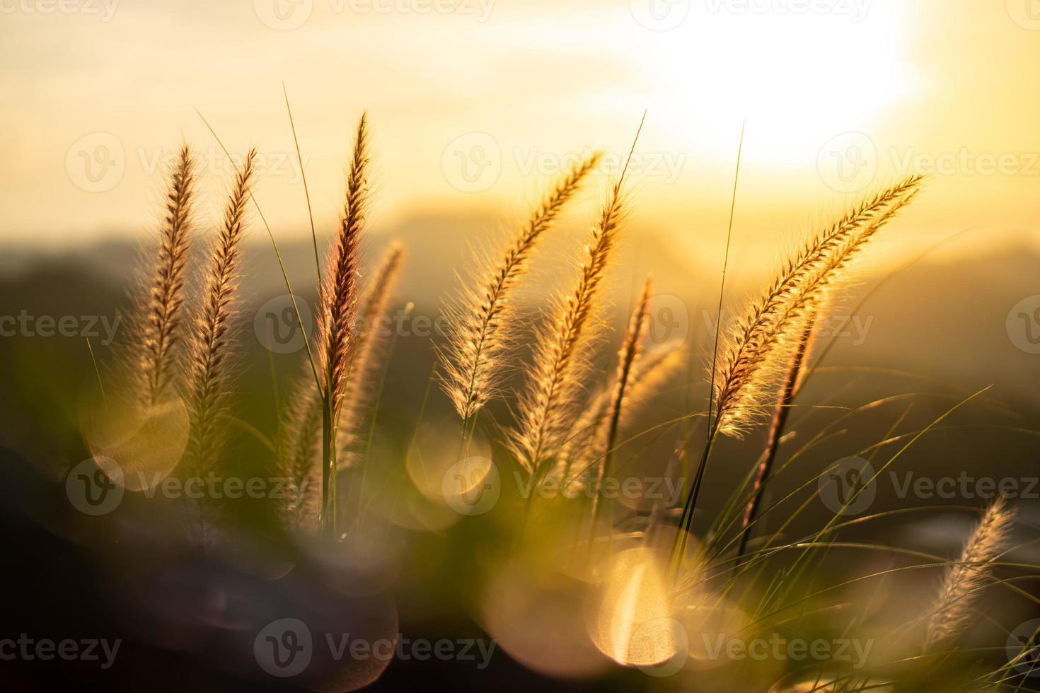 luz laranja do sol. bokeh de folhas verdes. foto