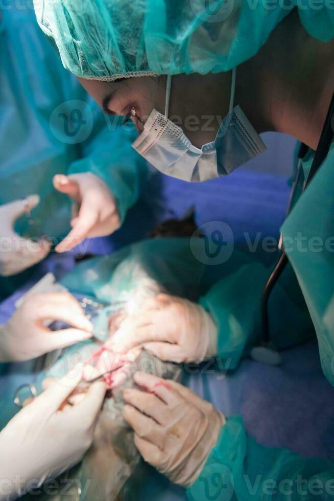 uma equipe de cirurgiões e veterinários realizando operação de castração ou esterilização em um gato em um hospital de animais. foto