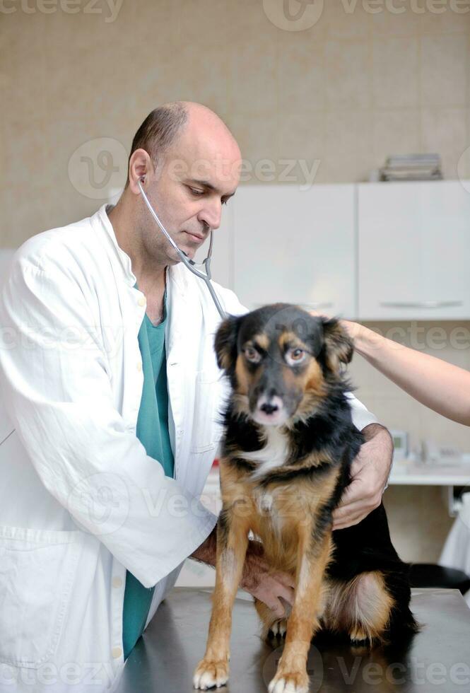 veterinário e assistente em uma clínica de pequenos animais foto